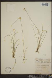 Dichromena floridensis image