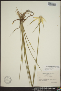 Dichromena latifolia image