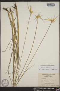 Dichromena latifolia image