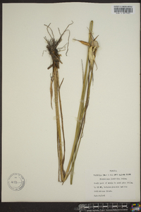 Dichromena latifolia image