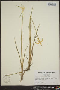 Dichromena latifolia image