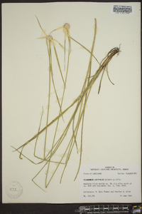 Dichromena latifolia image