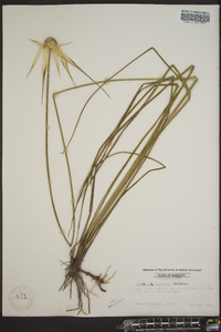 Dichromena latifolia image