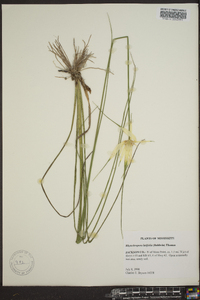 Dichromena latifolia image