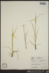 Dichromena latifolia image