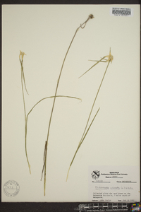 Rhynchospora colorata image