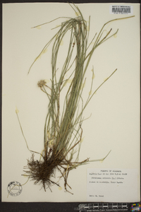 Rhynchospora colorata image