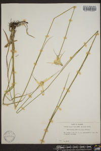 Rhynchospora colorata image