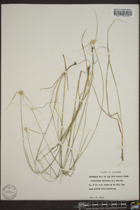 Rhynchospora colorata image