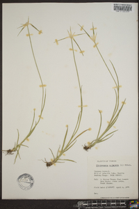Rhynchospora colorata image