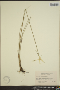 Dichromena latifolia image