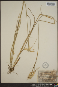 Dichromena latifolia image