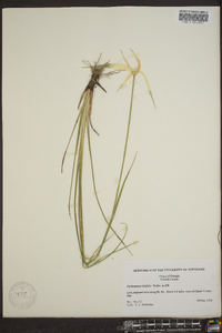 Dichromena latifolia image