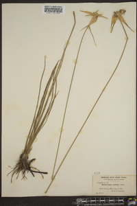 Dichromena latifolia image