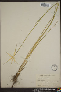 Dichromena latifolia image