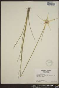 Dichromena latifolia image