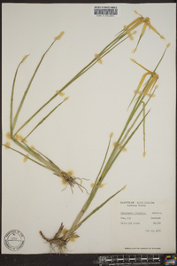 Dichromena latifolia image