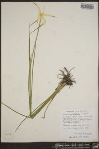 Dichromena latifolia image