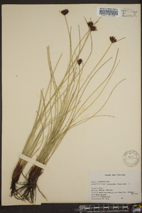 Schoenus nigricans image