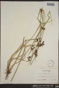 Rhynchospora caduca image