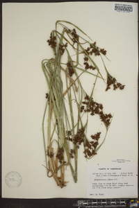 Rhynchospora caduca image