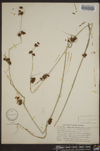 Rhynchospora capitellata image