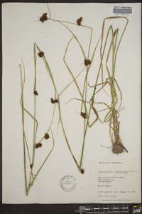 Rhynchospora capitellata image