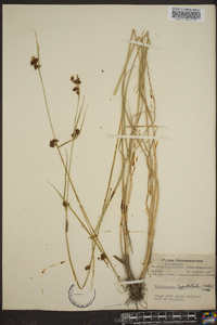 Rhynchospora capitellata image