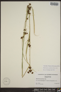 Rhynchospora capitellata image