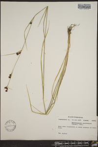 Rhynchospora capitellata image