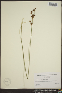 Cladium mariscoides image