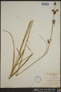 Cladium mariscoides image