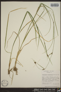 Rhynchospora capitellata image