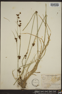 Rhynchospora capitellata image