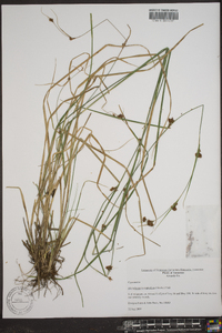 Rhynchospora capitellata image