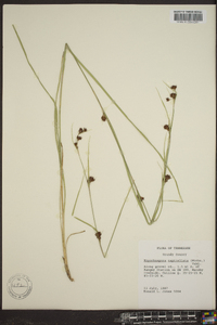 Rhynchospora capitellata image