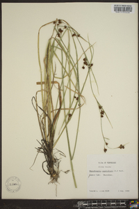 Rhynchospora capitellata image