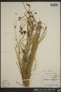 Rhynchospora capitellata image