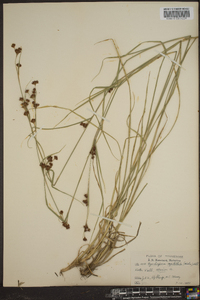 Rhynchospora capitellata image