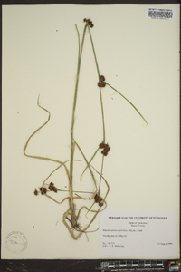 Rhynchospora capitellata image