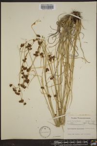 Rhynchospora capitellata image