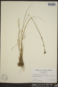 Rhynchospora capitellata image