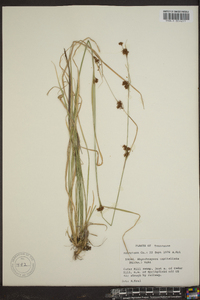 Rhynchospora capitellata image