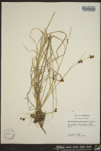 Rhynchospora capitellata image