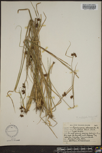 Rhynchospora capitellata image