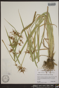 Rhynchospora corniculata image