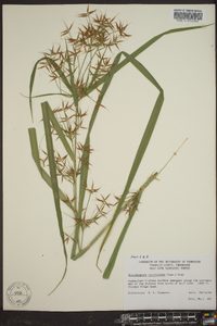 Rhynchospora corniculata image