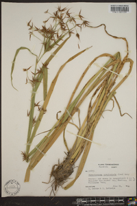 Rhynchospora corniculata image