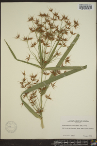 Rhynchospora corniculata image