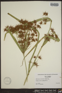 Rhynchospora corniculata image